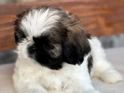 Shih tzu veteriner hekim tarafından teslim