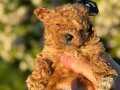 Maltipoo bebeklerimiz gelmiştir 