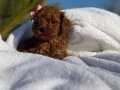TEACUP POODLE BEBEKLER