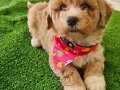 POODLE DİYE YAZİLAN MALTİPOOLARA SON