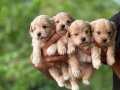 Maltipoo yavrularimiz kg garantili