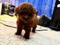 Kore poodle yavrular