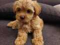 Hipoalerjenik maltipoo bebekler