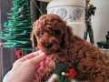 Anne altindan uygun poodle