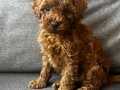 Poodle yavrularimiz teacup 