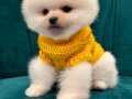 Ayi surat tedy bear 