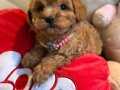 Maltipoo tedy bear