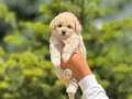 Maltipo baby teacup