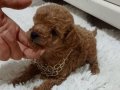 Maltipoo yavrularimiz teslime hazir