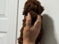 TEACUP BOY AŞİLİ WC EĞİTİMLİ PREMİUM POODLE