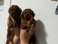 TEACUP BOY AŞİLİ WC EĞİTİMLİ PREMİUM POODLE