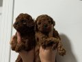 TEACUP BOY AŞİLİ WC EĞİTİMLİ PREMİUM POODLE