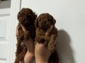 TEACUP BOY AŞİLİ WC EĞİTİMLİ PREMİUM POODLE