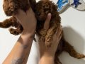 TEACUP BOY AŞİLİ WC EĞİTİMLİ PREMİUM POODLE