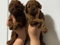 TEACUP BOY AŞİLİ WC EĞİTİMLİ PREMİUM POODLE