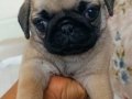 Pug bebeklerimiz mevcut