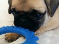 Pug bebeklerimiz mevcut