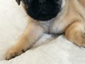 Pug bebeklerimiz mevcut