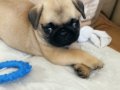 Pug bebeklerimiz mevcut
