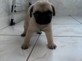 Pug bebeklerimiz mevcut