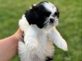 Sifir boy teacup shih tzu