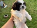 Sifir boy teacup shih tzu