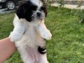 Sifir boy teacup shih tzu