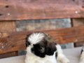 Sifir boy teacup shih tzu