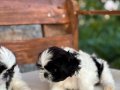 Sifir boy teacup shih tzu