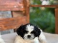 Sifir boy teacup shih tzu