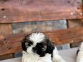 Sifir boy teacup shih tzu