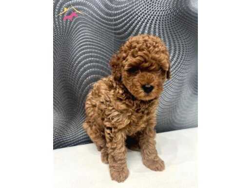 Toy Poodle yavrularımız