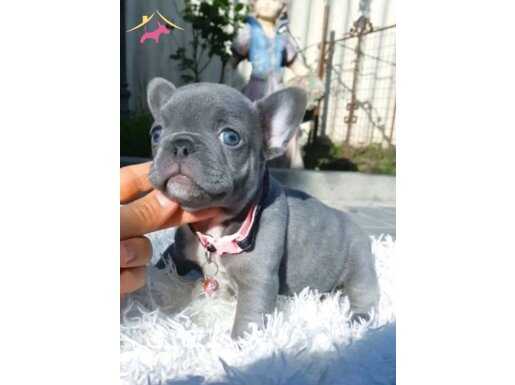 Blue French bulldog yavrularımız 