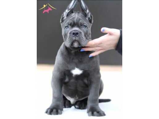 Blue ve black Cane Corso yavrularımız