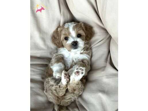 Maltipoo bebeklerimiz 