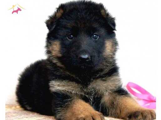 Alman çoban köpeği yavrularımız