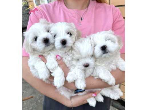 Maltese terrier yavrularımız