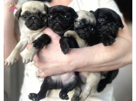 Pug mops yavrularımız