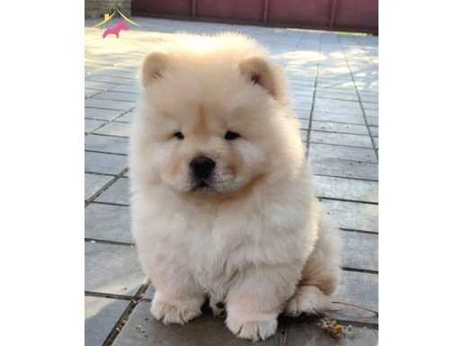 Chow chow yavrularımız