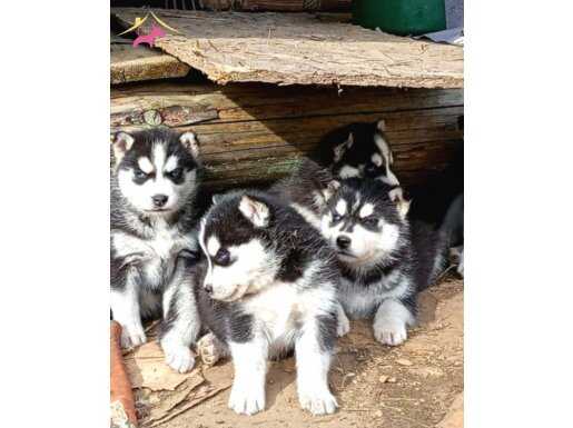 Husky Sibirya kurdu yavrularımız 