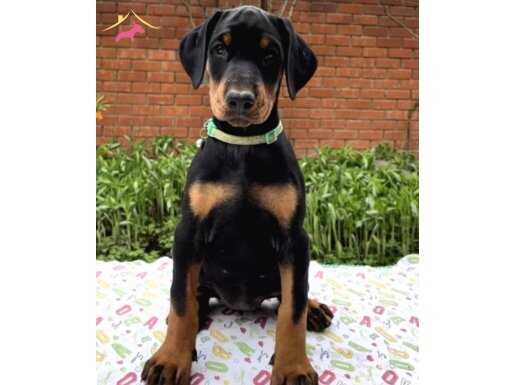 Doberman yavrularımız