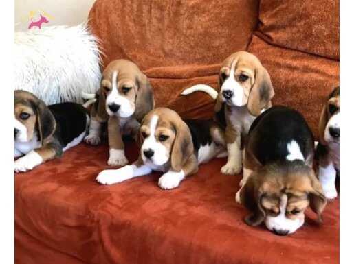 Beagle yavrularımız 