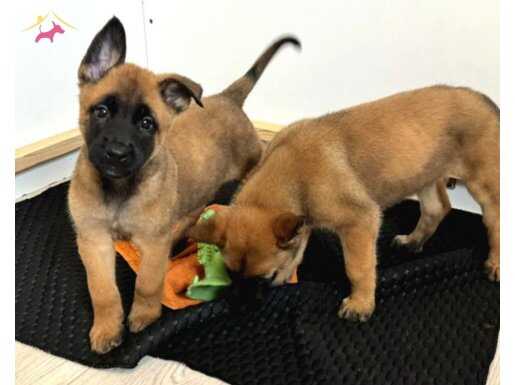 Belçika malinois yavrularımız 