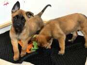 Belçika malinois yavrularımız 