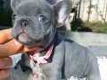 Blue French bulldog yavrularımız 