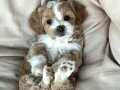 Maltipoo bebeklerimiz 