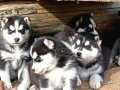 Husky Sibirya kurdu yavrularımız 