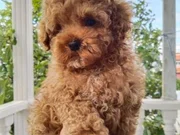 Evinize neşe ve sevgi katacak toy poodle bebeğimiz 