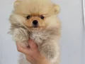 Pofuduk boo lar sizleri bekliyor 