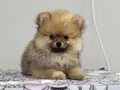 Pofuduk boo lar sizleri bekliyor 